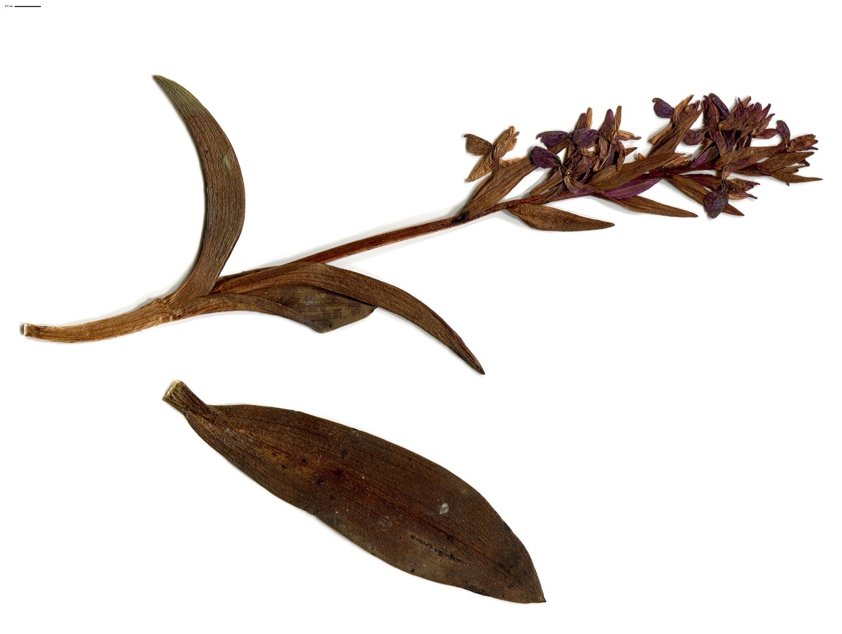 Dactylorhiza majalis (Orchidaceae)